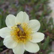 Flowers and insects are mutually dependent on each other. Changes in flowering periods now mean fewer insects in the Arctic. (Photo: Toke Thomas Høye) Flowers and insects are mutually dependent on each other. Changes in flowering periods now mean fewer insects in the Arctic. (Photo: Toke Thomas Høye)