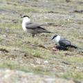 A model of a magpie (to the right) was painted over and fitted with long tail feathers to cheat the real skua (to the left) into believing that it is a living bird. The wire at the front of the model comes from the loudspeaker playing recorded calls of a skua. Photo: Peter Bondo Christensen