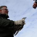 Biologist Jannik Hansen is ready to release the small bird after replacing the miniature light logger, which has recorded important data for two years, with a new one. Photo: Peter Bondo Christensen